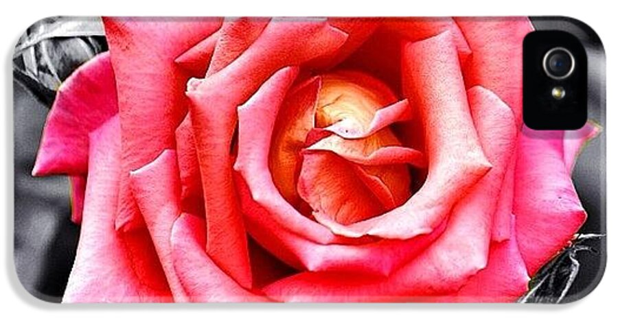 Nature iPhone 5 Case featuring the photograph #rose #colorsplash #fiore #rosa by Luisa Azzolini