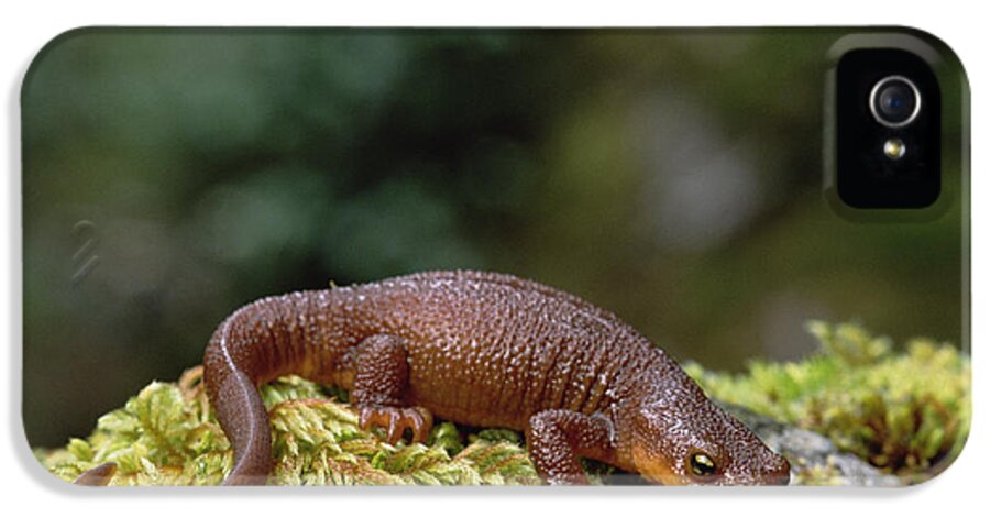 Feb0514 iPhone 5 Case featuring the photograph Rough-skinned Newt Oregon by Gerry Ellis
