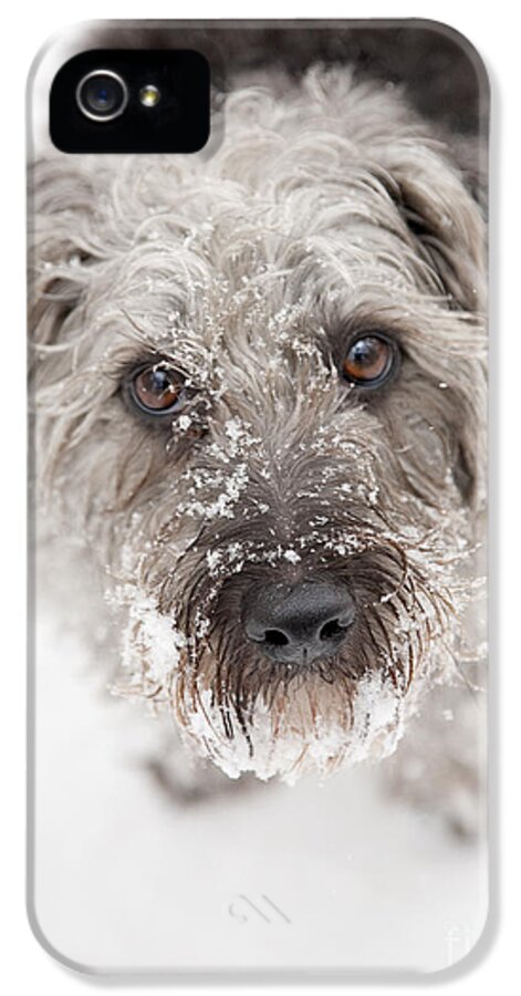 Pup iPhone 5 Case featuring the photograph Snowy Faced Pup by Natalie Kinnear