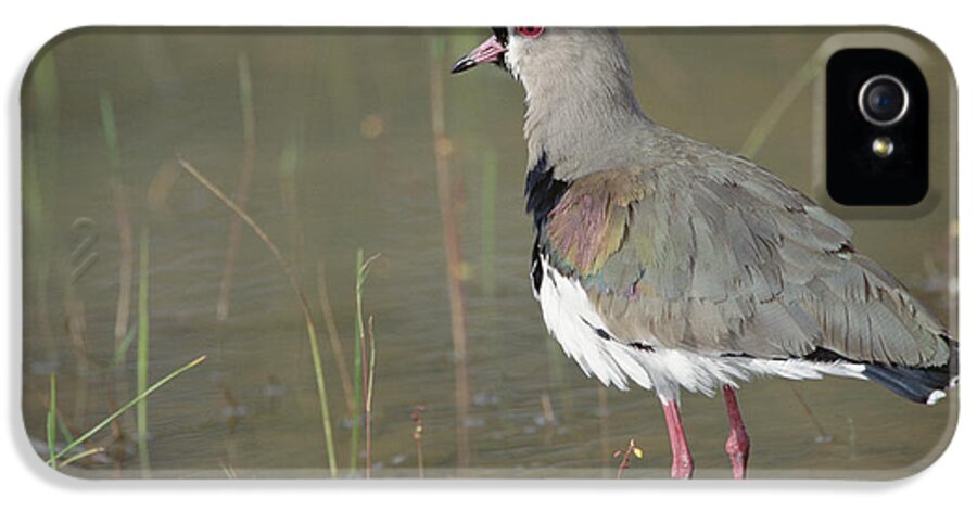 Feb0514 iPhone 5 Case featuring the photograph Southern Lapwing In Marshland Pantanal by Tui De Roy