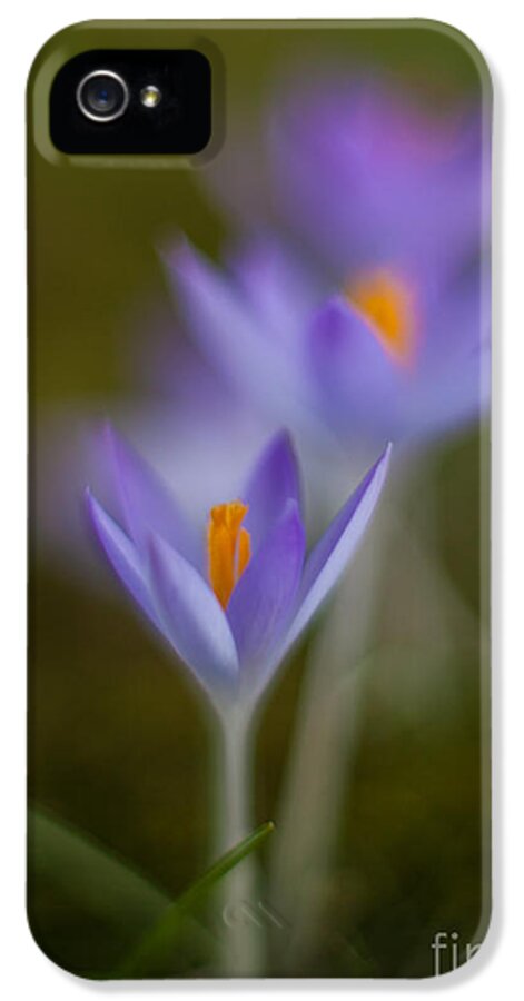 Crocus iPhone 5 Case featuring the photograph Springs Soft Procession by Mike Reid