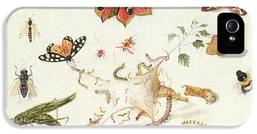 Insect iPhone 5 Case featuring the painting Study of Insects and Flowers by Ferdinand van Kessel