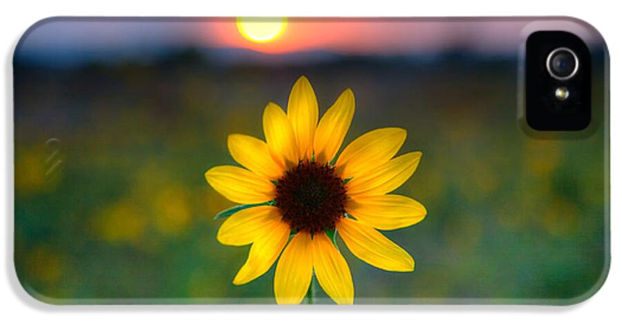 Sunflower iPhone 5 Case featuring the photograph Sunflower Sunset by Peter Tellone