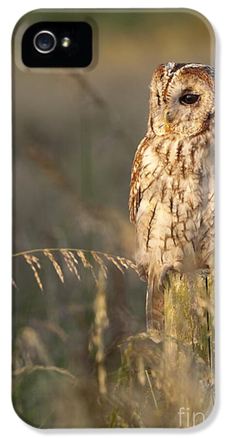 Tawny Owl iPhone 5 Case featuring the photograph Tawny Owl by Tim Gainey