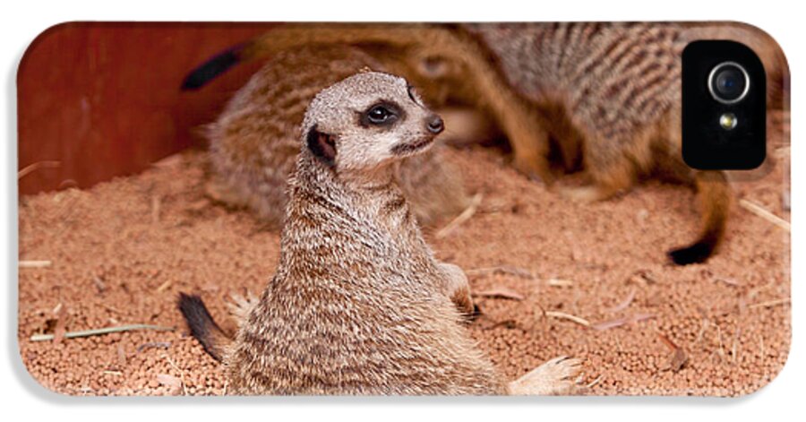 Meercats iPhone 5 Case featuring the photograph The Bored Babysitter by Michelle Wrighton