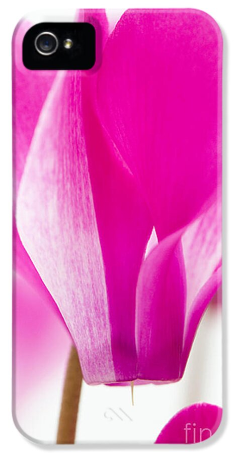 Abstract iPhone 5 Case featuring the photograph The Cyclamen That Fought Back by Anne Gilbert