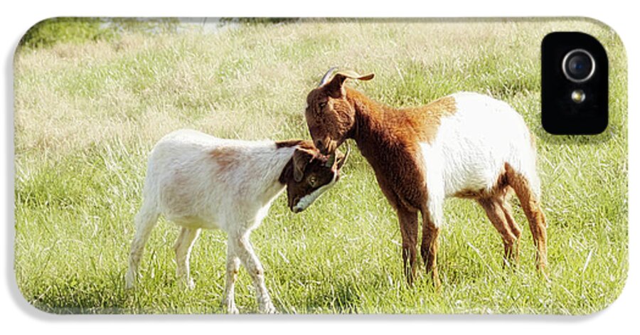 Goat iPhone 5 Case featuring the photograph The Kiss by Amy Tyler