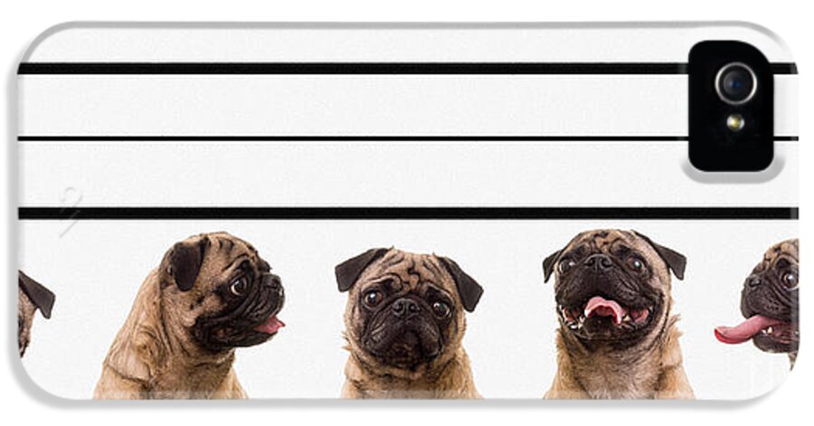 Dogs iPhone 5 Case featuring the photograph The Line Up by Edward Fielding