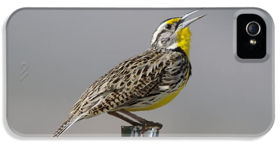 Birds iPhone 5 Case featuring the photograph The Meadowlark Sings by Jeff Swan