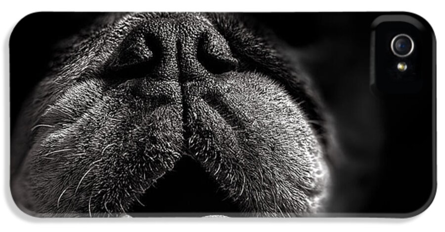 Dog iPhone 5 Case featuring the photograph The Nose Knows by Bob Orsillo