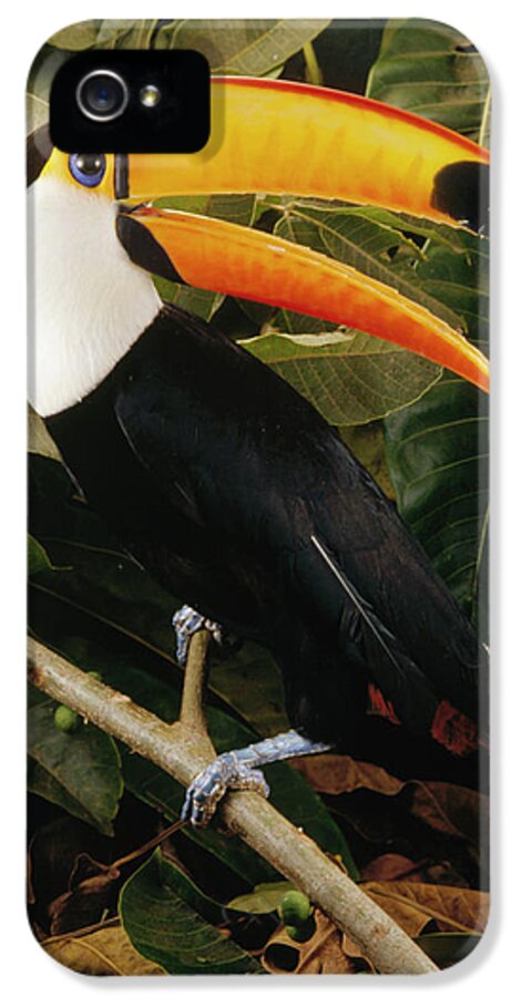 0030022 iPhone 5 Case featuring the photograph Toco Toucan Ramphastos Toco Calling by Claus Meyer