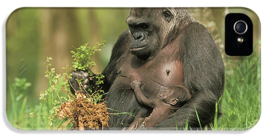 Western Lowland Gorilla iPhone 5 Case featuring the photograph Western Gorilla And Young by M. Watson