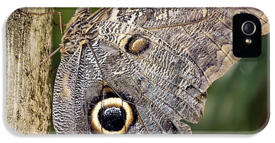 Owl iPhone 5 Case featuring the photograph What Big Eyes You Have by Heather Applegate