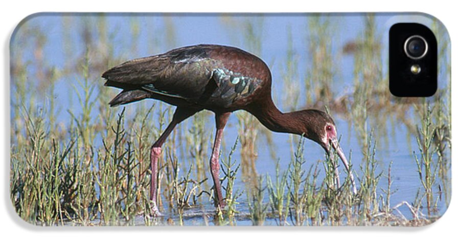 White-faced Ibis iPhone 5 Case featuring the photograph White-faced Ibis by Anthony Mercieca