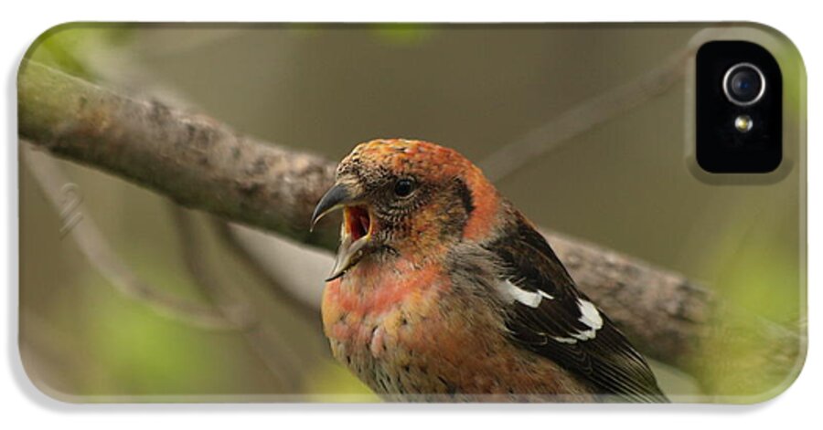 Peterson Nature Photography iPhone 5 Case featuring the photograph White-winged Crossbill by James Peterson