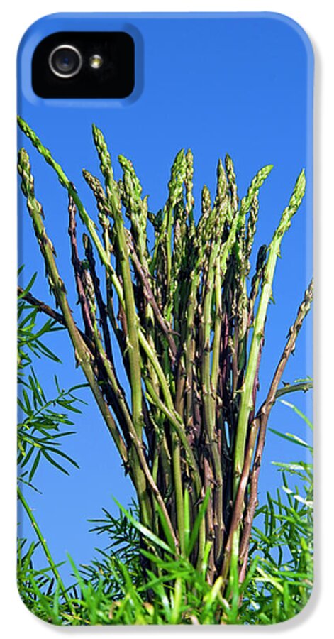 Asparagus iPhone 5 Case featuring the photograph Wild Asparagus (asparagus Acutifolius by Nico Tondini