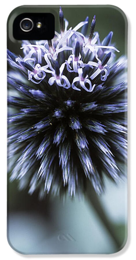 Echinops Ritro iPhone 5 Case featuring the photograph Globe Thistle 'veitch's Blue' #1 by Maxine Adcock