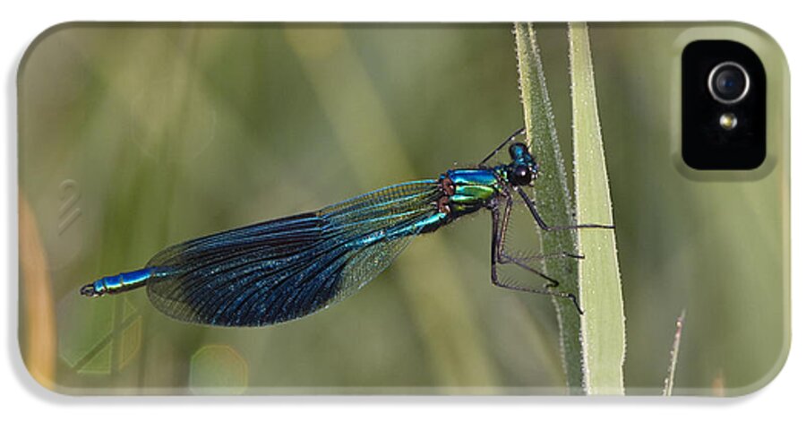 Mp iPhone 5 Case featuring the photograph Banded Demoiselle Calopteryx Splendens by Konrad Wothe