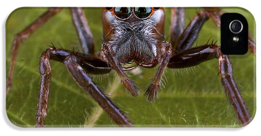 00479040 iPhone 5 Case featuring the photograph Jumping Spider Papua New Guinea by Piotr Naskrecki