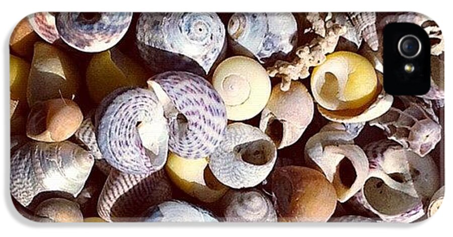 Shells iPhone 5 Case featuring the photograph Shells from Brittany by Nic Squirrell