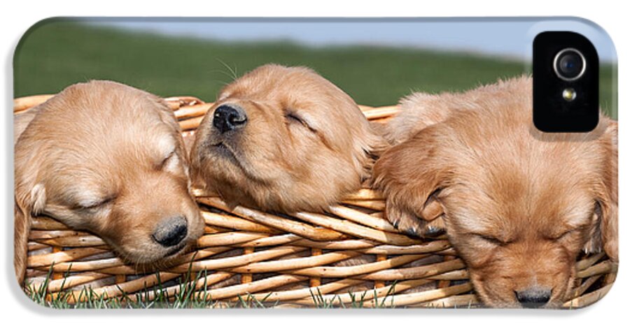 Dogs iPhone 5 Case featuring the photograph Three Sleeping Puppy Dogs in Basket by Cindy Singleton