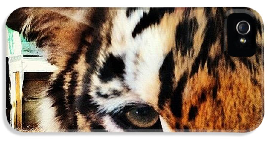Tiger iPhone 5 Case featuring the photograph Tiger by Lea Ward