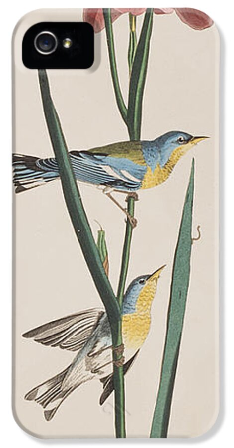 Warbler iPhone 5 Case featuring the painting Blue Yellow-backed Warbler by John James Audubon