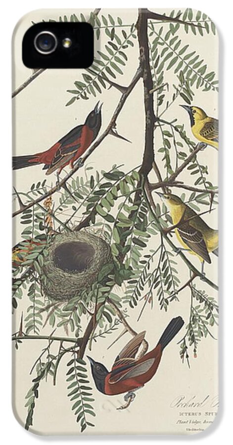 Audubon iPhone 5 Case featuring the drawing Orchard Oriole #1 by Dreyer Wildlife Print Collections 