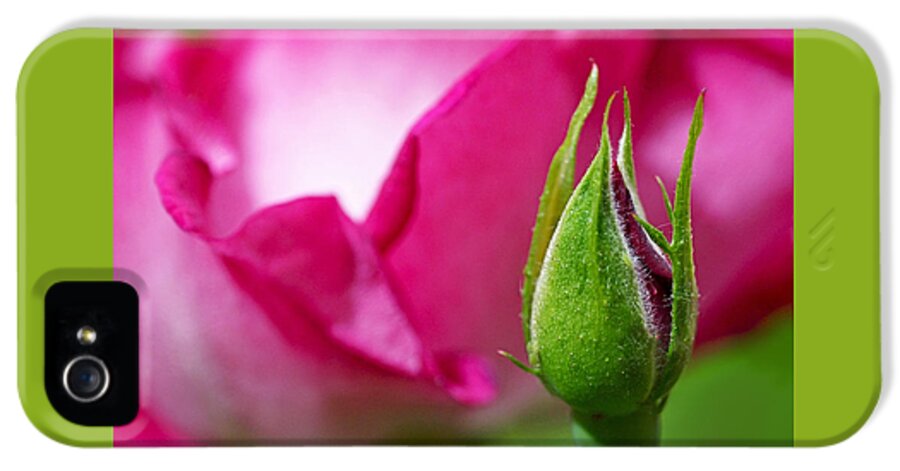 Rosebud iPhone 5 Case featuring the photograph Budding Rose by Rona Black