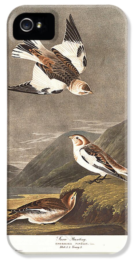Audubon iPhone 5 Case featuring the drawing Snow Bunting #2 by Dreyer Wildlife Print Collections 