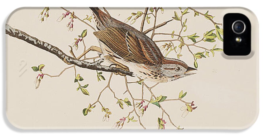 Song Sparrow iPhone 5 Case featuring the painting Song Sparrow by John James Audubon