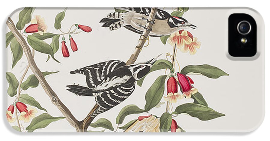 Woodpecker iPhone 5 Case featuring the painting Downy Woodpecker by John James Audubon