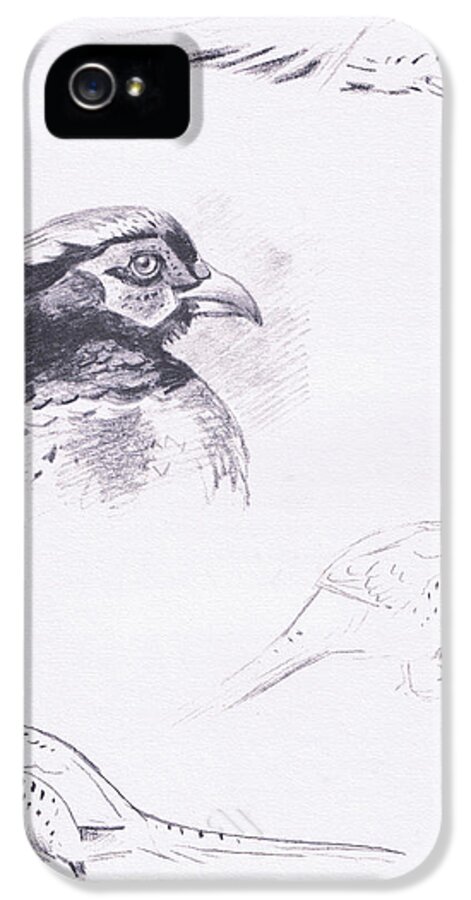 Pheasant iPhone 5 Case featuring the drawing Pheasants by Archibald Thorburn