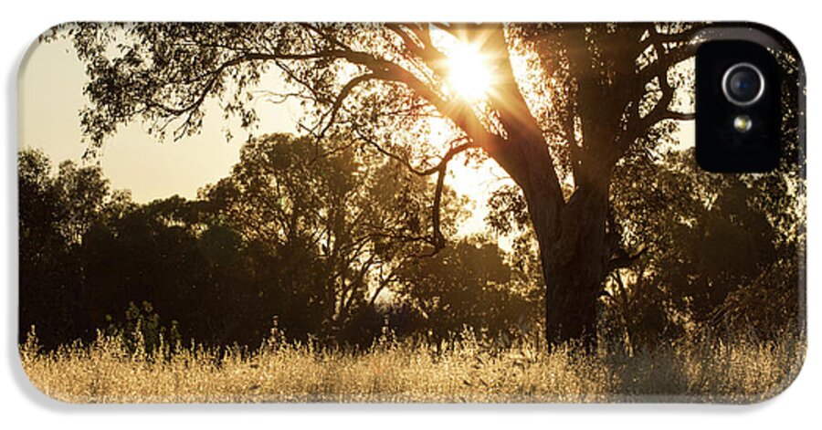 Sunset iPhone 5 Case featuring the photograph A Golden Afternoon by Linda Lees