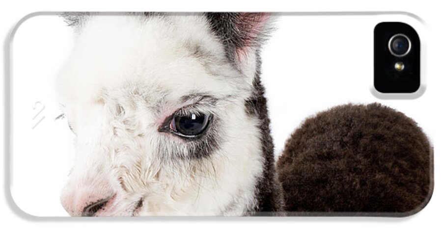 Baby Alpaca iPhone 5 Case featuring the photograph Adorable Baby Alpaca Cuteness by TC Morgan