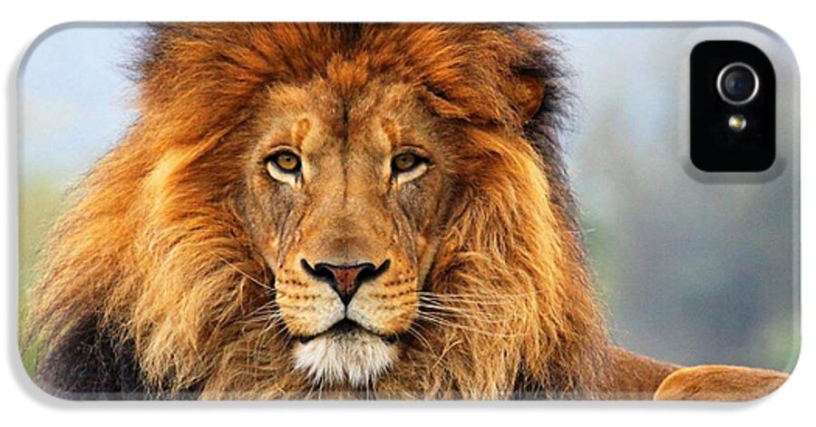 African Lion iPhone 5 Case featuring the photograph African Lion 1 by Ellen Henneke
