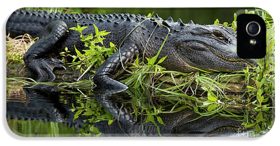 American Alligator In The Wild iPhone 5 Case featuring the photograph American Alligator in the Wild by Dustin K Ryan