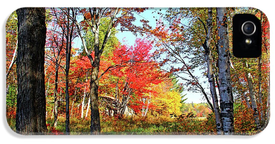 Killarney Provincial Park iPhone 5 Case featuring the photograph Autumn Forest by Debbie Oppermann