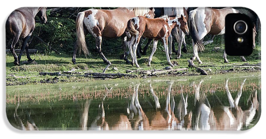 Horse iPhone 5 Case featuring the photograph Beauty Of Horses 3 by Bob Christopher