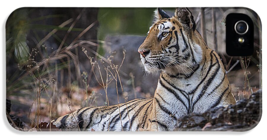Bengal iPhone 5 Case featuring the photograph Bengal tiger by Hitendra SINKAR