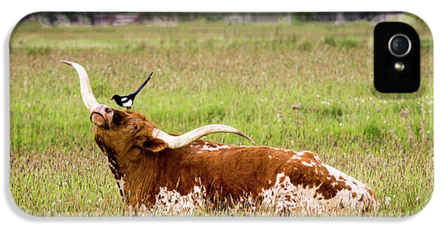 Friend iPhone 5 Case featuring the photograph Best Friends - Texas Longhorn Magpie by TL Mair