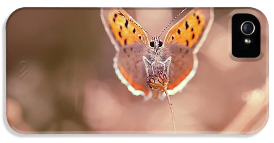 Butterfly iPhone 5 Case featuring the photograph Butterfly Beauty by Roeselien Raimond