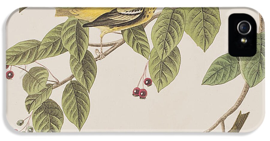 Warbler iPhone 5 Case featuring the painting Carbonated Warbler by John James Audubon