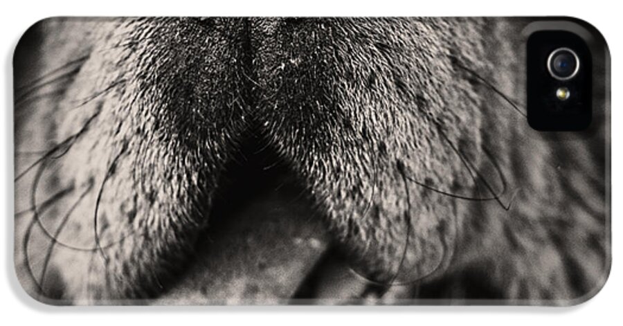 Animal iPhone 5 Case featuring the photograph Chow Chow by Stelios Kleanthous
