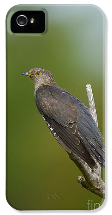 Common Cuckoo iPhone 5 Case featuring the photograph Common Cuckoo by Steen Drozd Lund