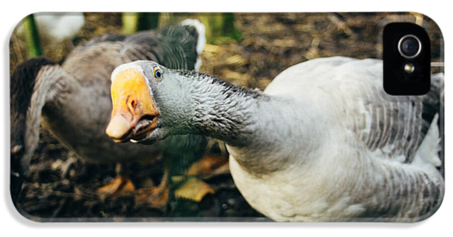 Close-up iPhone 5 Case featuring the photograph Curious Grey Goose by Pati Photography