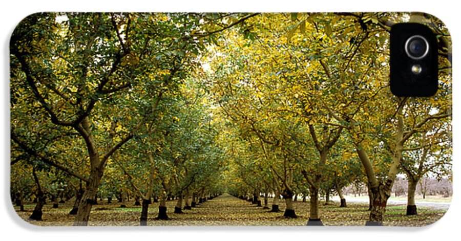 Trees iPhone 5 Case featuring the photograph Fall Orchard by Kathy Yates