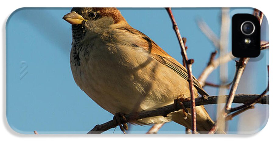 House Sparrow iPhone 5 Case featuring the photograph Female House Sparrow by Michael Dawson