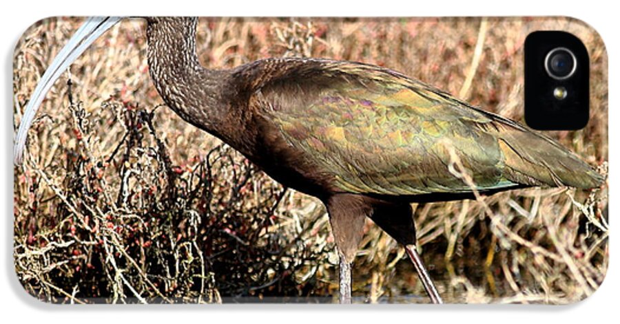 Bird iPhone 5 Case featuring the photograph Glossy Ibis . 7D5060 by Wingsdomain Art and Photography