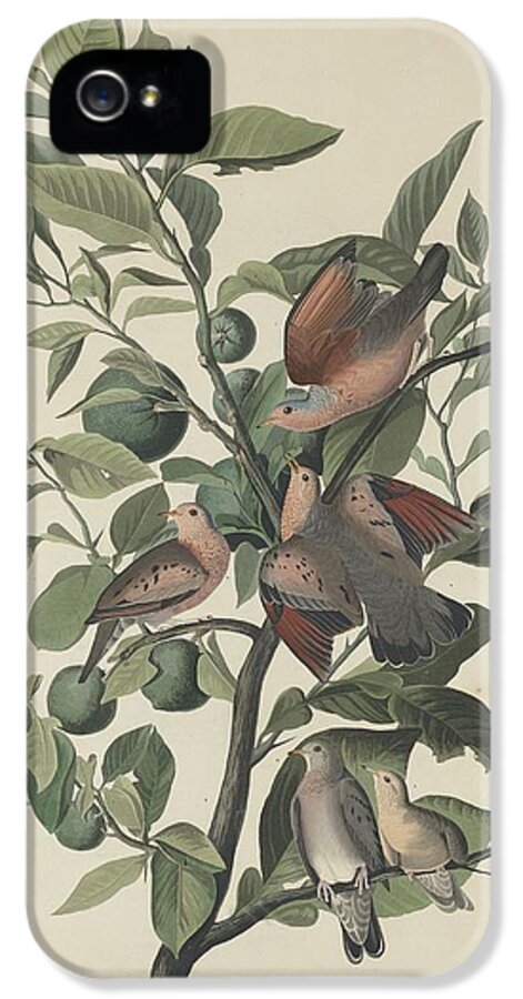 Audubon iPhone 5 Case featuring the drawing Ground Dove by Dreyer Wildlife Print Collections 